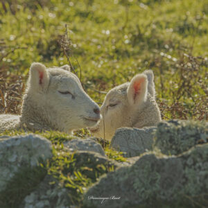 Moutons