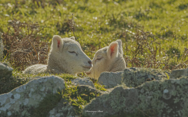 Moutons